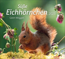 Abbildung von Eichhörnchen Bildkalender 2025 | 1. Auflage | 2024 | beck-shop.de