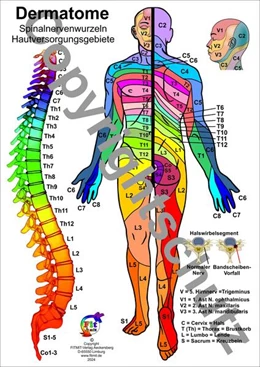 Abbildung von Aeckersberg | Dermatome - Spinalnervenwurzeln Hautversorgungsgebiete | 1. Auflage | 2024 | beck-shop.de