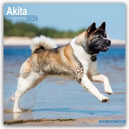 Abbildung von Avonside Publishing Ltd. | Akitas 2025 - 16-Monatskalender | 1. Auflage | 2024 | beck-shop.de