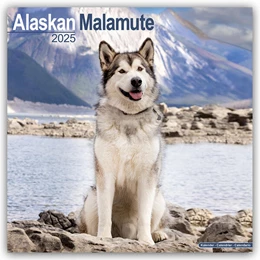 Abbildung von Avonside Publishing Ltd | Alaskan Malamute 2025 - 16-Monatskalender | 1. Auflage | 2024 | beck-shop.de