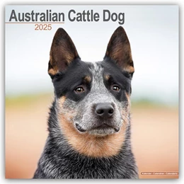 Abbildung von Avonside Publishing Ltd | Australian Cattle Dog - Australische Cattle Dogs 2025 - 16-Monatskalender | 1. Auflage | 2024 | beck-shop.de