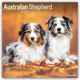 Abbildung von Avonside Publishing Ltd | Australian Shepherd - Australische Schäferhunde 2025 - 16-Monatskalender | 1. Auflage | 2024 | beck-shop.de