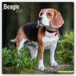 Abbildung von Avonside Publishing Ltd | Beagle 2025 - 16-Monatskalender | 1. Auflage | 2024 | beck-shop.de