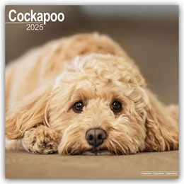 Abbildung von Avonside Publishing Ltd | Cockapoo - Cockapoos 2025 - 16-Monatskalender | 1. Auflage | 2024 | beck-shop.de