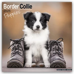 Abbildung von Avonside Publishing Ltd | Border Collie Puppies - Border Collie Welpen 2025 - 16-Monatskalender | 1. Auflage | 2024 | beck-shop.de