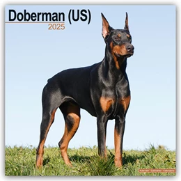 Abbildung von Avonside Publishing Ltd | Doberman - Dobermann 2025 - 16-Monatskalender | 1. Auflage | 2024 | beck-shop.de