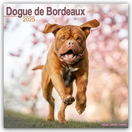 Abbildung von Avonside Publishing Ltd. | Dogue de Bordeaux - Bordeauxdoggen 2025 - 16-Monatskalender | 1. Auflage | 2024 | beck-shop.de