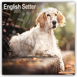 Abbildung von Avonside Publishing Ltd | English Setter - Englisch Setter 2025 - 16-Monatskalender | 1. Auflage | 2024 | beck-shop.de