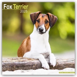 Abbildung von Avonside Publishing Ltd | Fox Terrier - Foxterrier 2025 - 16-Monatskalender | 1. Auflage | 2024 | beck-shop.de