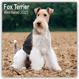 Abbildung von Avonside Publishing Ltd | Fox Terrier Wirehaired - Drahthaar Foxterrier 2025 - 16-Monatskalender | 1. Auflage | 2024 | beck-shop.de