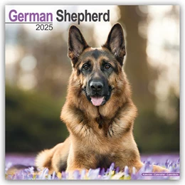 Abbildung von Avonside Publishing Ltd | German Shepherd - Deutsche Schäferhunde 2025 - 16-Monatskalender | 1. Auflage | 2024 | beck-shop.de