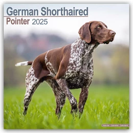 Abbildung von Avonside Publishing Ltd | German Shorthaired Pointer - Deutsch Kurzhaar 2025 - 16-Monatskalender | 1. Auflage | 2024 | beck-shop.de