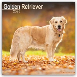 Abbildung von Avonside Publishing Ltd | Golden Retriever 2025 - 16-Monatskalender | 1. Auflage | 2024 | beck-shop.de