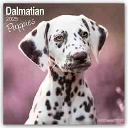 Abbildung von Avonside Publishing Ltd. | Dalmatian Puppies - Dalmatiner Welpen 2025 - 16-Monatskalender | 1. Auflage | 2024 | beck-shop.de