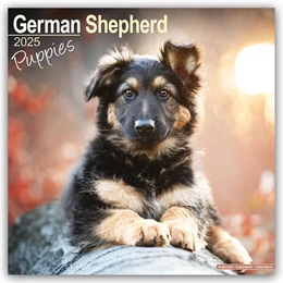 Abbildung von Avonside Publishing Ltd | German Shepherd Puppies - Deutsche Schäferhund Welpen 2025 - 16-Monatskalender | 1. Auflage | 2024 | beck-shop.de