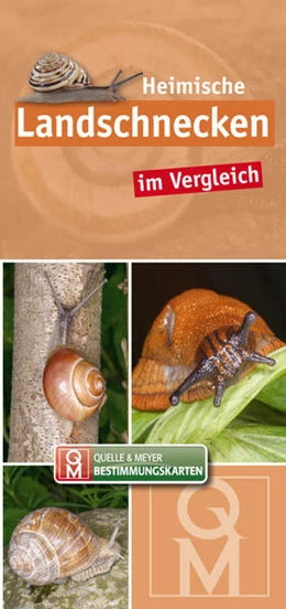 Abbildung von Quelle & Meyer Verlag | Heimische Landschnecken im Vergleich | 1. Auflage | 2024 | beck-shop.de