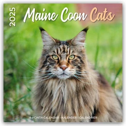 Abbildung von Plenty Gifts | Maine Coon Cats - Main Coon Katzen 2025 - 18-Monatskalender - Original Plenty Gifts-Kalender [Mehrsprachig] [Kalender] | 1. Auflage | 2024 | beck-shop.de