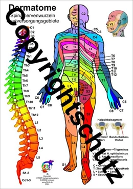 Abbildung von Aeckersberg | Dermatome der Spinalnerven | 1. Auflage | 2024 | beck-shop.de