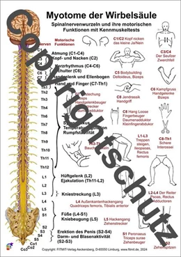 Abbildung von Aeckersberg | Myotome der Spinalnerven | 1. Auflage | 2024 | beck-shop.de