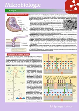 Abbildung von Lerntafel: Mikrobiologie im Überblick | 2. Auflage | 2014 | beck-shop.de