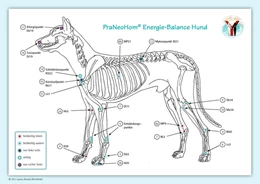 Abbildung von PraNeoHom® Energiebalance Hund | 1. Auflage | 2012 | beck-shop.de