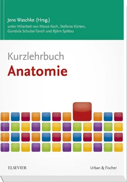 Abbildung von Waschke / Koch | Kurzlehrbuch Anatomie | 1. Auflage | 2017 | beck-shop.de