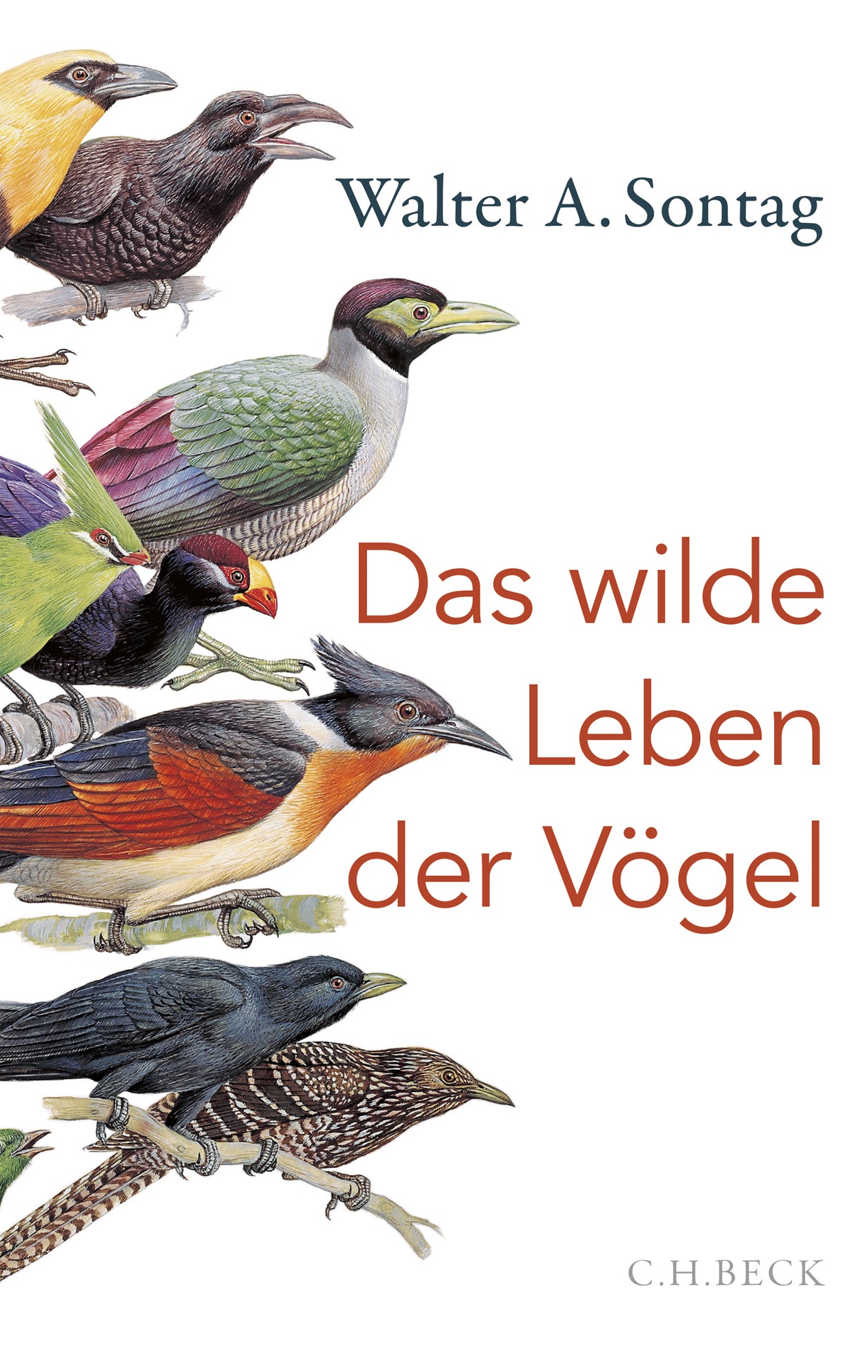Cover: Sontag, Walter A., Das wilde Leben der Vögel