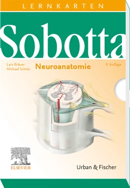 Abbildung von Bräuer / Scholz | Sobotta Lernkarten Neuroanatomie | 2. Auflage | 2020 | beck-shop.de