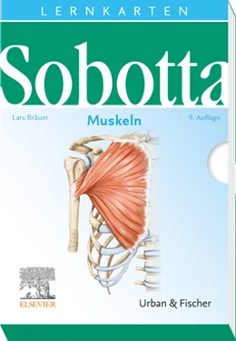 Abbildung von Bräuer | Sobotta Lernkarten Muskeln | 9. Auflage | 2020 | beck-shop.de