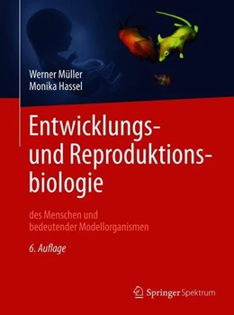 Abbildung von Müller / Hassel | Entwicklungsbiologie und Reproduktionsbiologie des Menschen und bedeutender Modellorganismen | 6. Auflage | 2018 | beck-shop.de