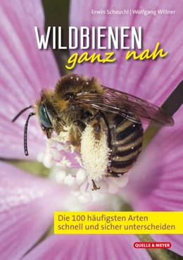 Abbildung von Scheuchl / Willner | Wildbienen ganz nah | 1. Auflage | 2024 | beck-shop.de