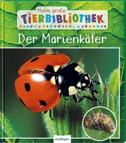 Abbildung von Tracqui | Meine große Tierbibliothek: Der Marienkäfer | 1. Auflage | 2021 | beck-shop.de