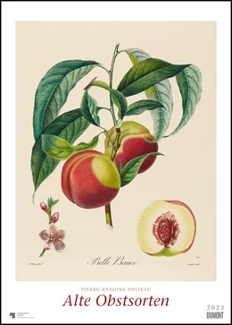 Abbildung von Pierre Antoine Poiteau: Alte Obstsorten 2023 - DUMONT Kunst-Kalender - Poster-Format 49,5 x 68,5 cm | 1. Auflage | 2022 | beck-shop.de
