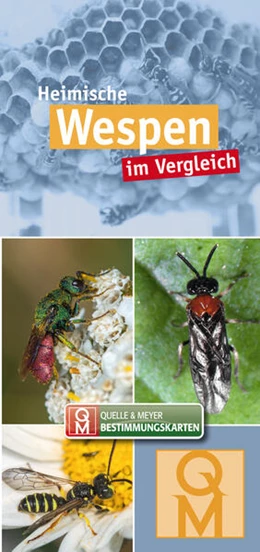 Abbildung von Quelle & Meyer Verlag | Heimische Wespen | 1. Auflage | 2023 | beck-shop.de