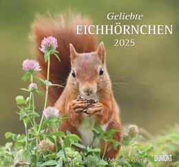 Abbildung von DUMONT Kalender | Geliebte Eichhörnchen 2025 - DUMONT Wandkalender - mit den wichtigsten Feiertagen - Format 38,0 x 35,5 cm | 1. Auflage | 2024 | beck-shop.de