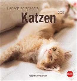 Abbildung von Heye | Tierisch entspannte Katzen Postkartenkalender 2025 | 1. Auflage | 2024 | beck-shop.de
