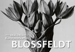 Abbildung von Blossfeldt | Postkarten-Set Blossfeldt | 1. Auflage | 2024 | beck-shop.de