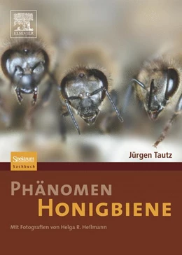 Abbildung von Tautz / Heilmann | Phänomen Honigbiene | 1. Auflage | 2012 | beck-shop.de